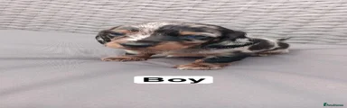 Miniature Dachshund 3