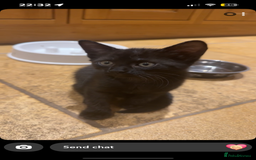 Mixed Breed cats for sale: Kittens ready to leave  - Image 14