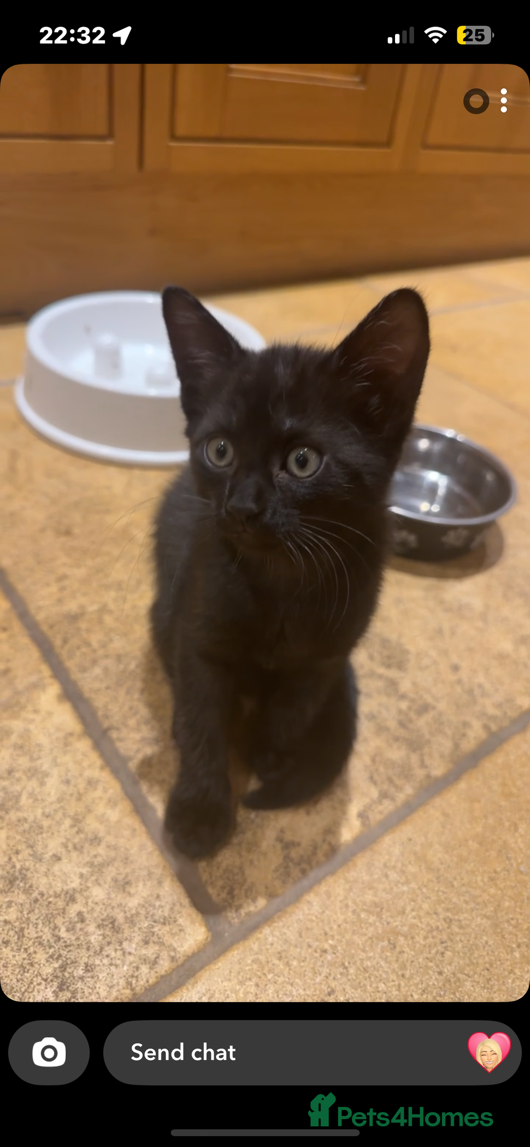 Mixed Breed cats for sale: Kittens ready to leave  - Image 14
