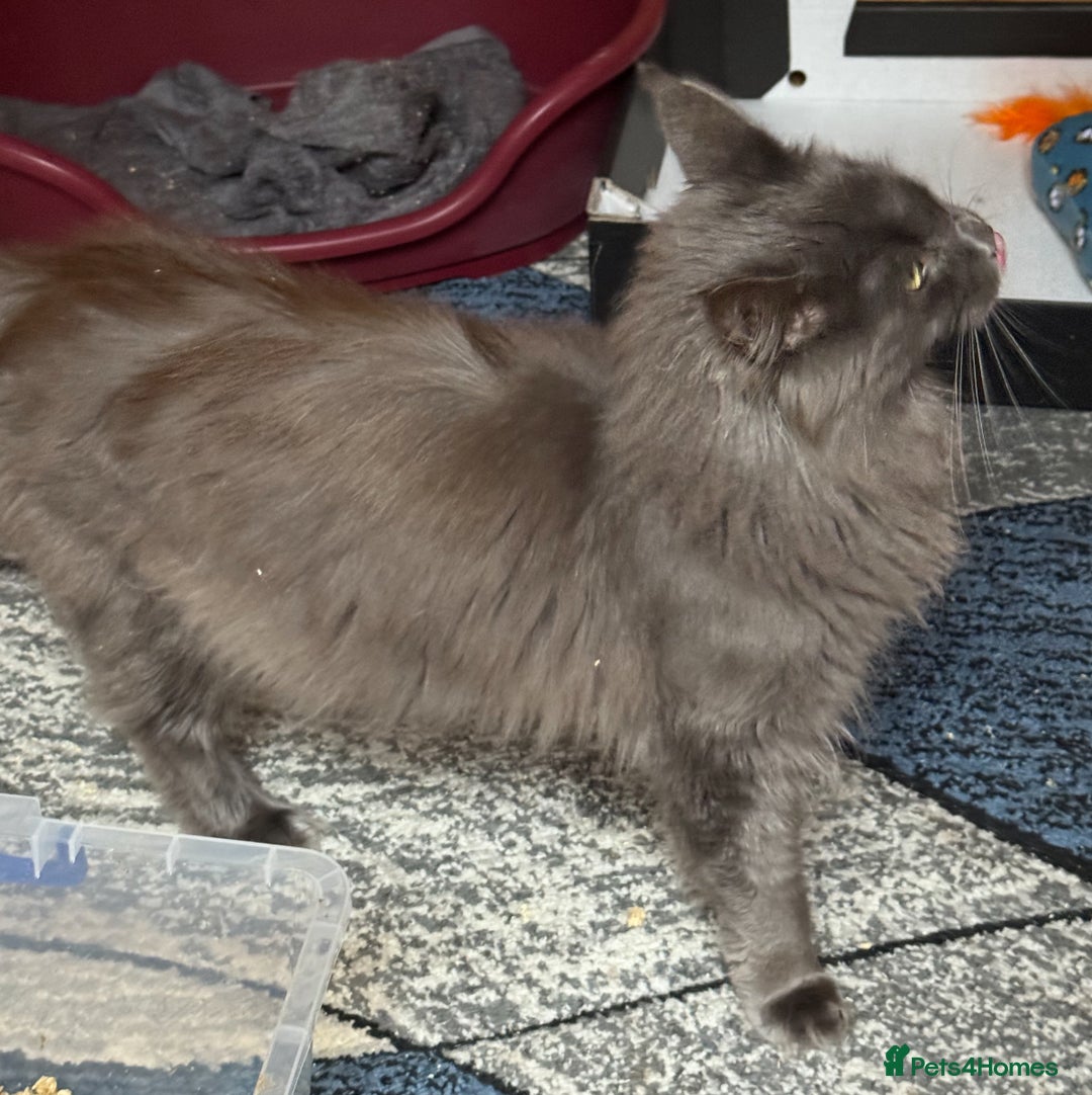 Maine Coon cats for sale: Beautiful unneutered solid blue male - Advert 5