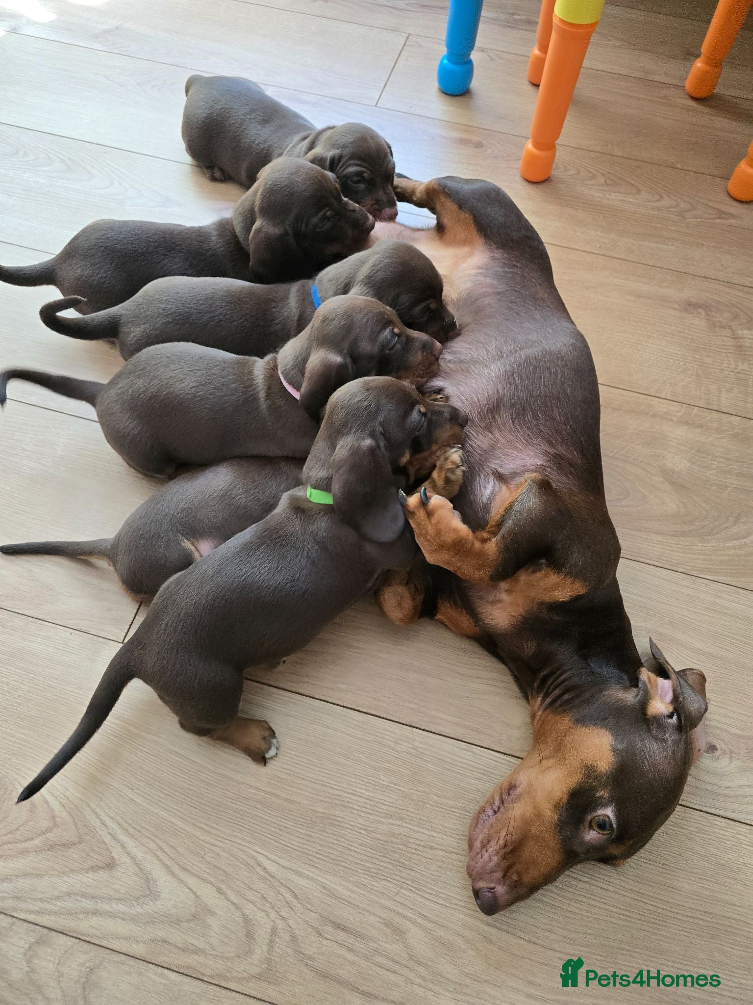 Dachshund dogs Beautiful Standard DashshundsReady Now 🏡❤️  - Advert 2