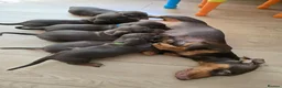 Dachshund dogs for sale: Beautiful Standard Dachshund PuppiesReadyNow 🏡❤️  - Advert 18