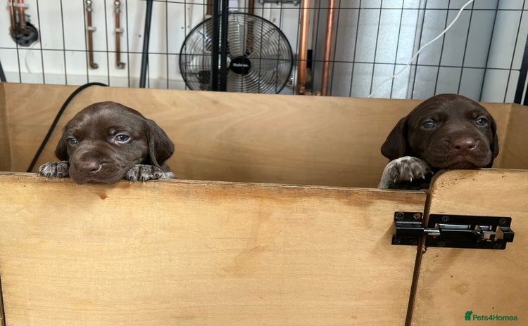 German Shorthaired Pointer dogs - Advert 1