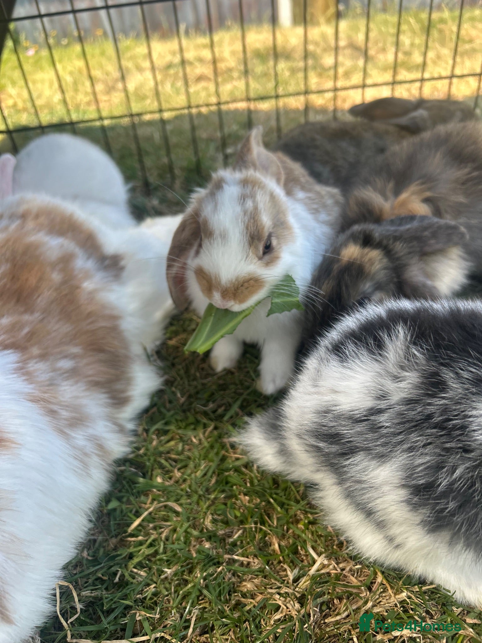 Mini Lop rabbits Beautiful French-mini lops - Advert 1
