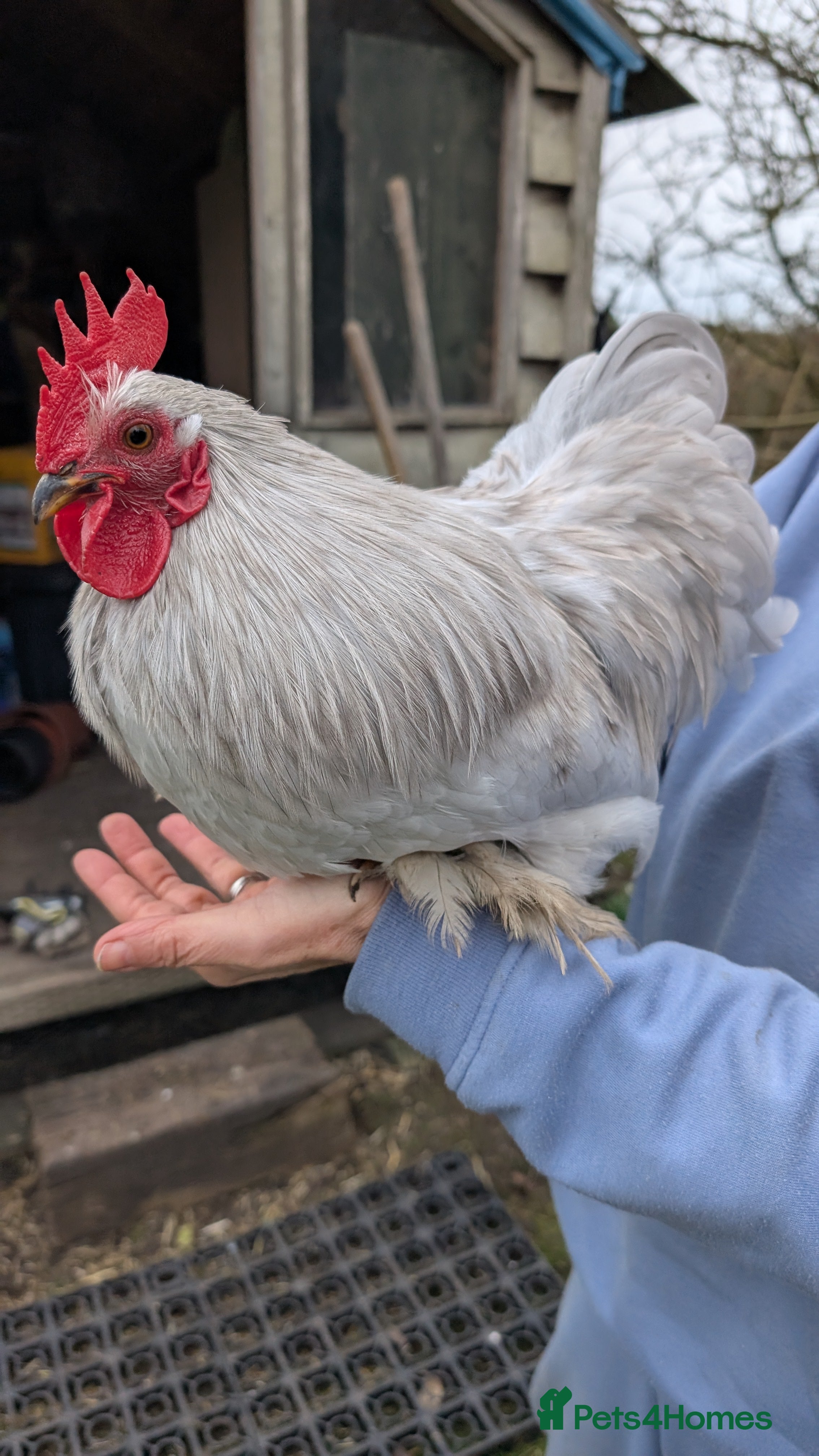 Chickens poultry Silkie Bantam Cockerels  - Advert 1