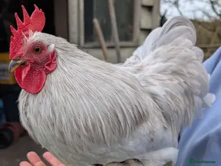 Chickens poultry Silkie Bantam Cockerels - Advert 1