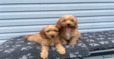 Cockapoo dogs - Advert 9
