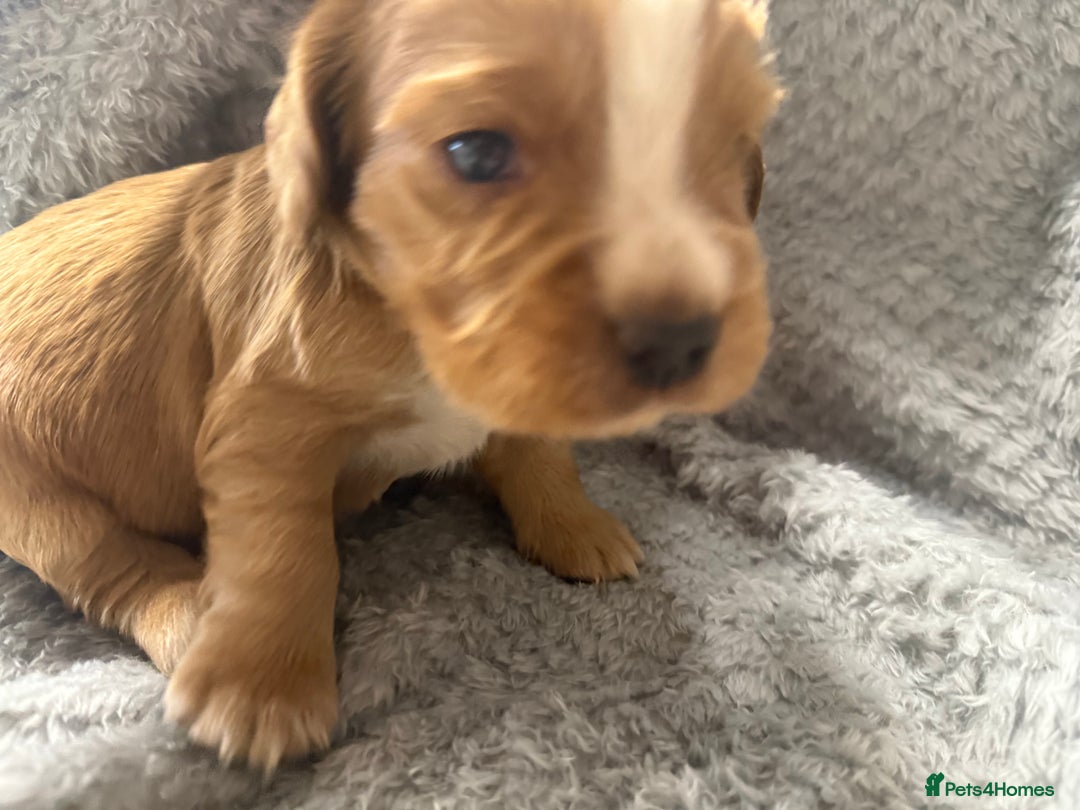 Cocker Spaniel dogs for sale: Last pup Working Cocker Spaniel Puppies! 🐶 in Chatteris - Image 20