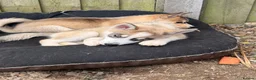 Pomsky dogs for sale: Last boy he had found his forever home please read - Advert 12