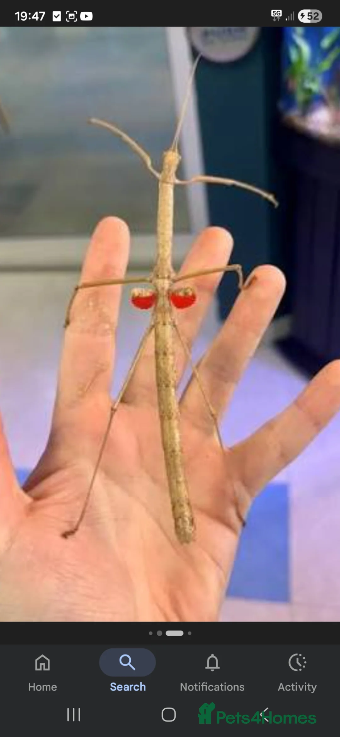 Stick Insects invertebrates for sale: Mixed stick insects and cage - Advert 1