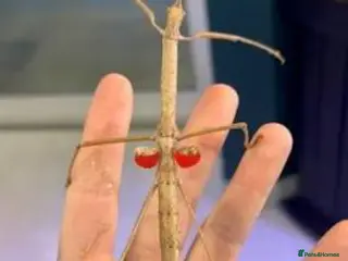 Stick Insects invertebrates Mixed stick insects and cage - Advert 1