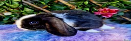 Mini Lop rabbits for sale: Baby mini plush lops  - Advert 1