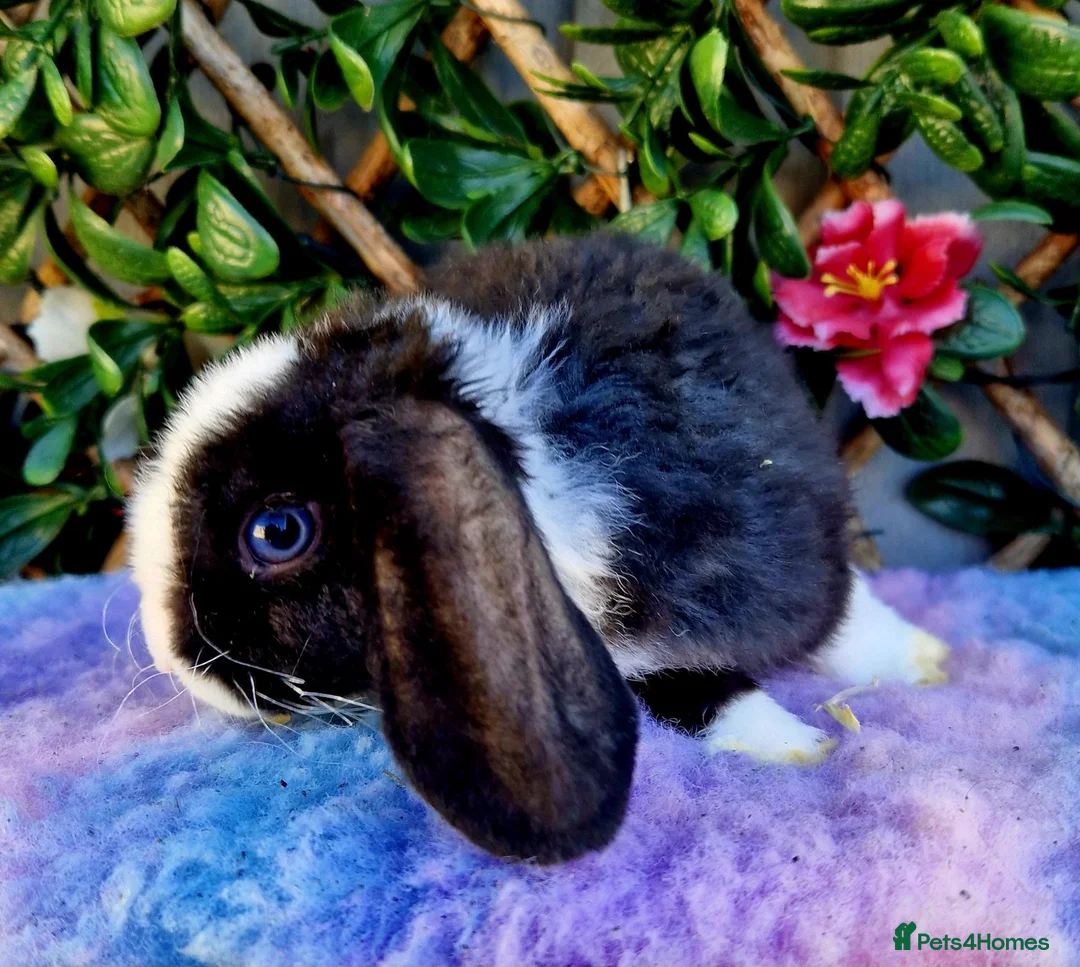 Mini Lop rabbits for sale: Baby mini plush lops  - Advert 1