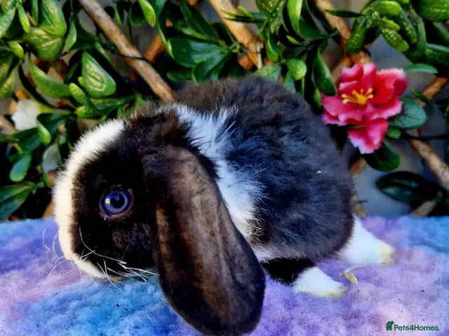 Mini Lop rabbits for sale: Baby mini plush lops - Advert 1