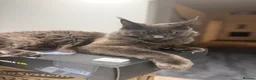 Maine Coon cats for sale: Prince  - Advert 3