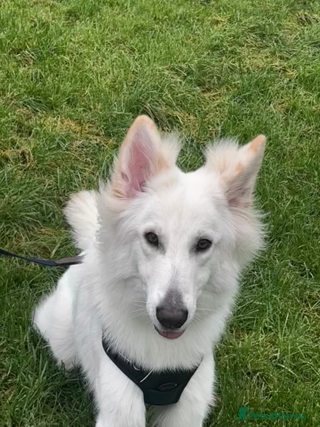 German Shepherd dogs for sale: Huge Potential Shepherd for the Right Home - Advert 9