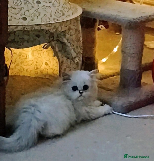 Persian cats 🍁White tipped Persian kittens ready now - Advert 1