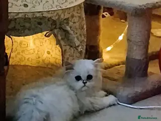 Persian cats 🍁White tipped Persian kittens ready now - Advert 3