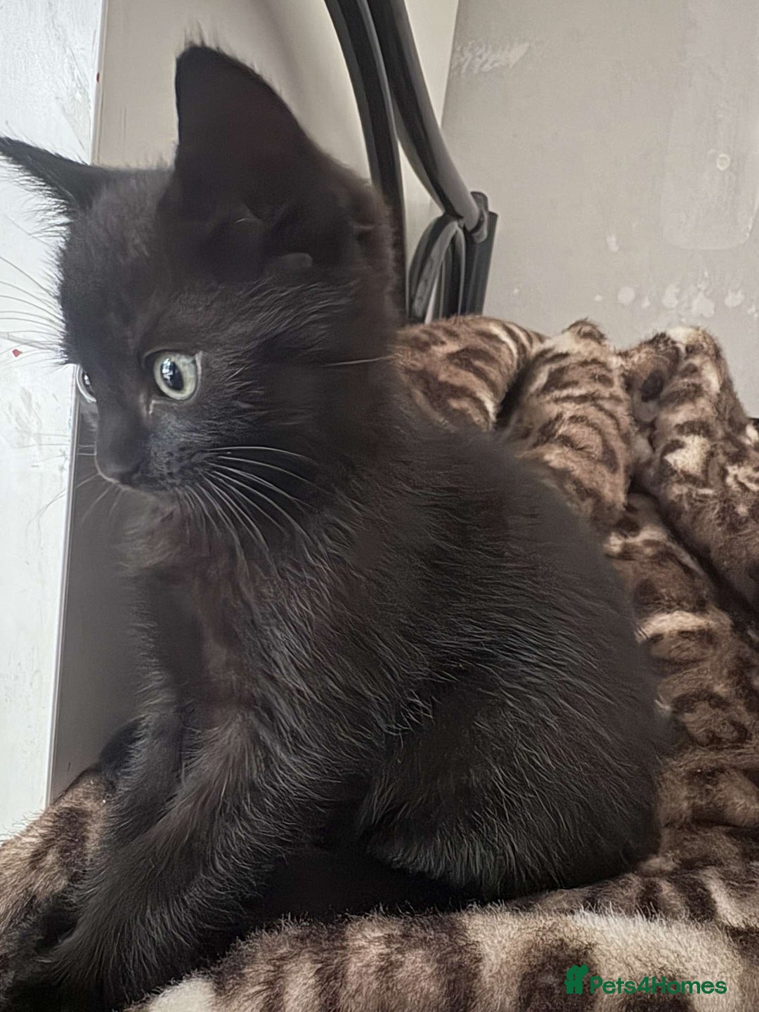 British Shorthair cats for sale: Black short haired kittens for sale ❤️ - Image 3
