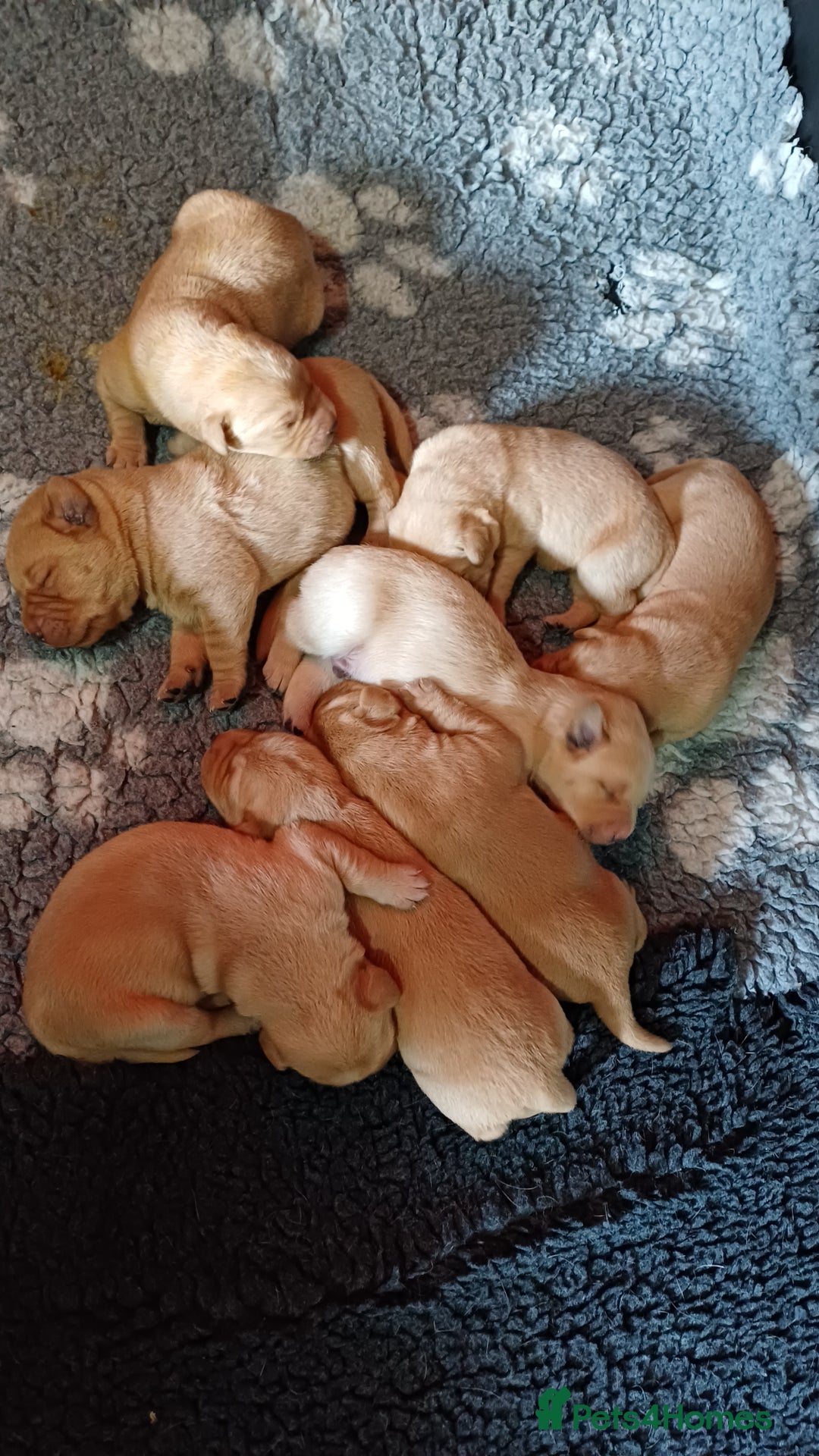 Labrador Retriever dogs for sale: KC REGISTERED YELLOW LABRADOR PUPPIES FOR SALE  - Image 1