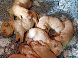 Labrador Retriever dogs - Advert 12