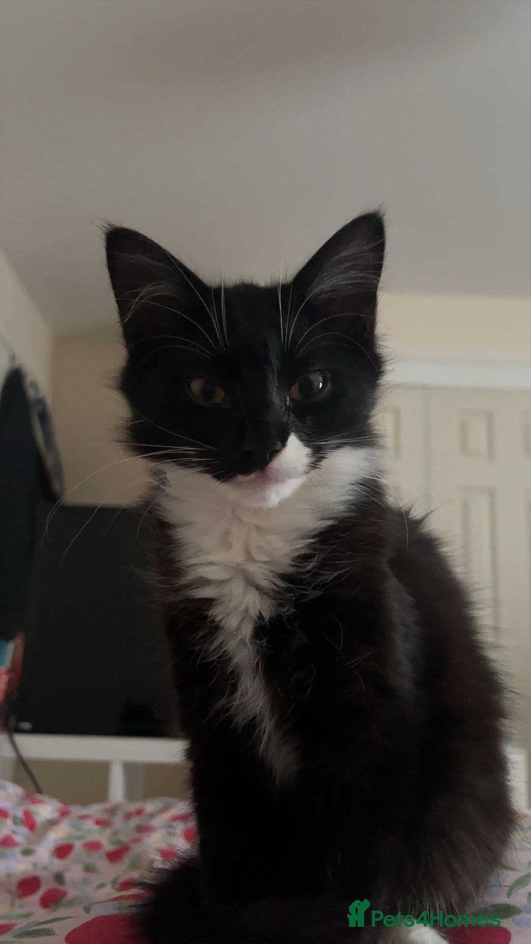 Mixed Breed cats for sale: Jinx  - Advert 1