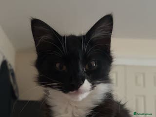 Mixed Breed cats Jinx - Advert 5