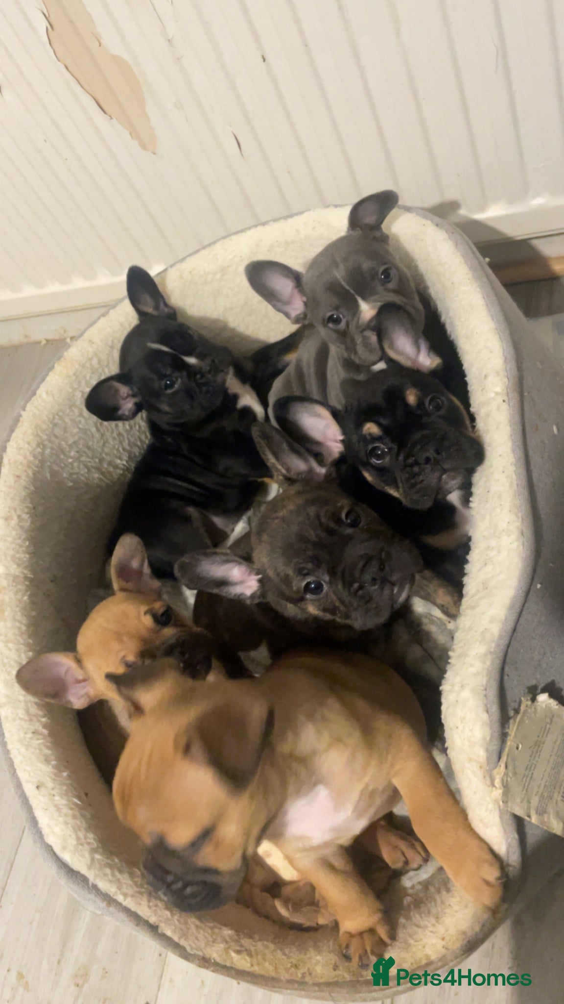 Mixed Breed dogs Puppy’s for sale  - Advert 2