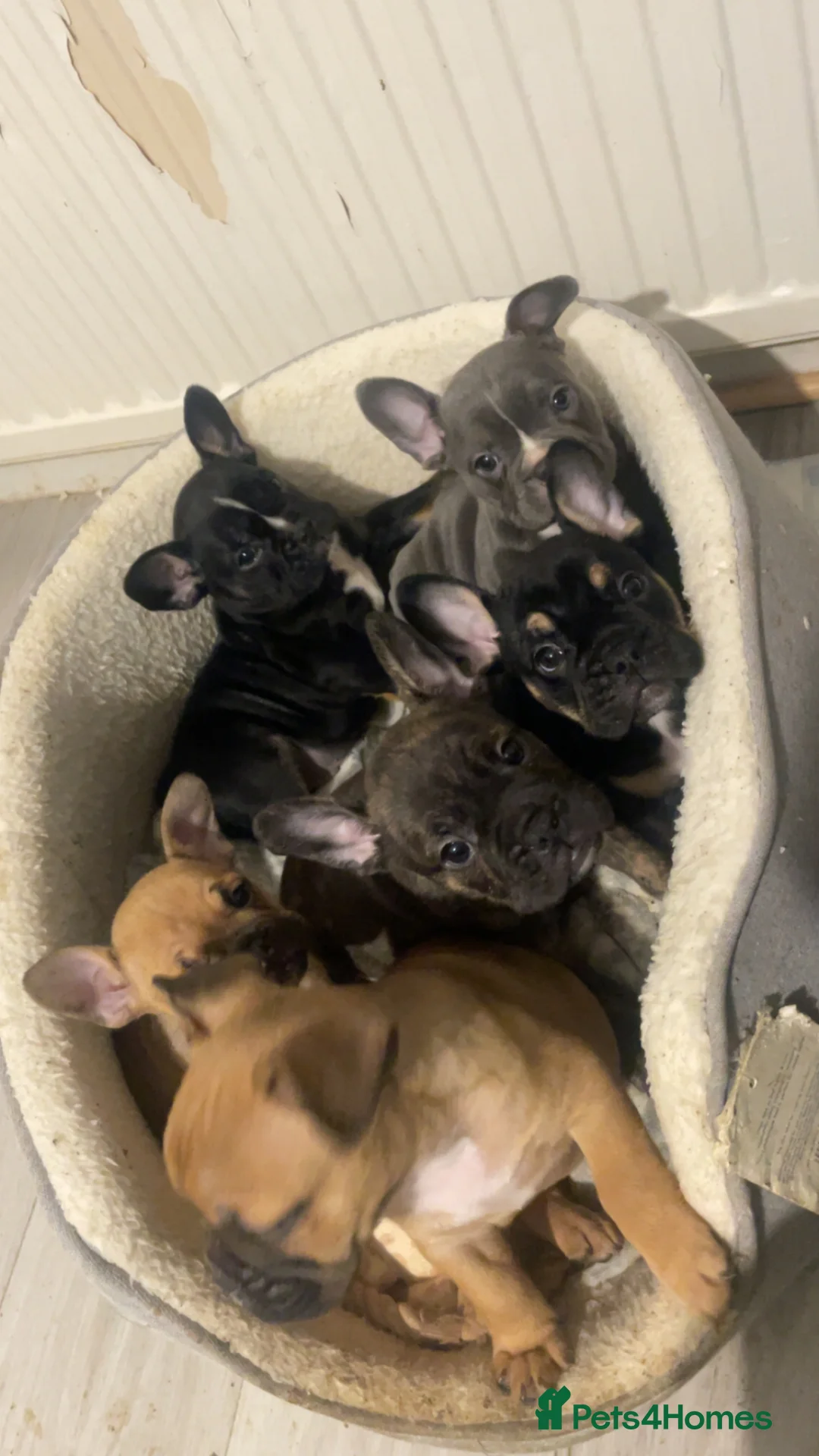 Mixed Breed dogs for sale: Puppy’s for sale  - Advert 1