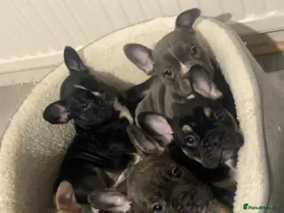 Mixed Breed dogs Puppy’s for sale - Advert 2