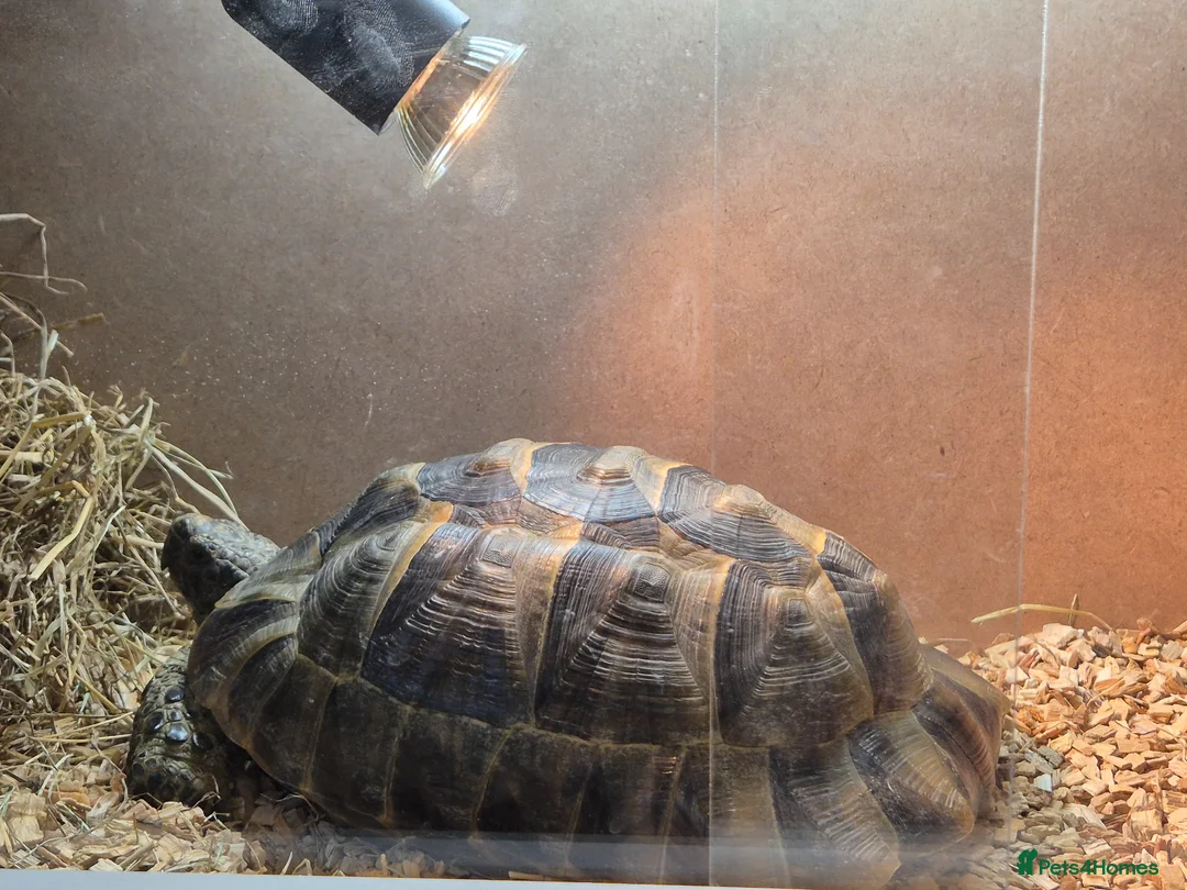 Tortoise reptiles for sale: Spur thighed tortoise  in Warrington - Advert 2