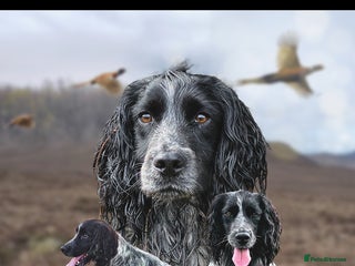 Cocker Spaniel dogs in Alford - Advert 11