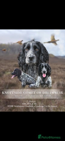 Cocker Spaniel dogs in Alford - Advert 1