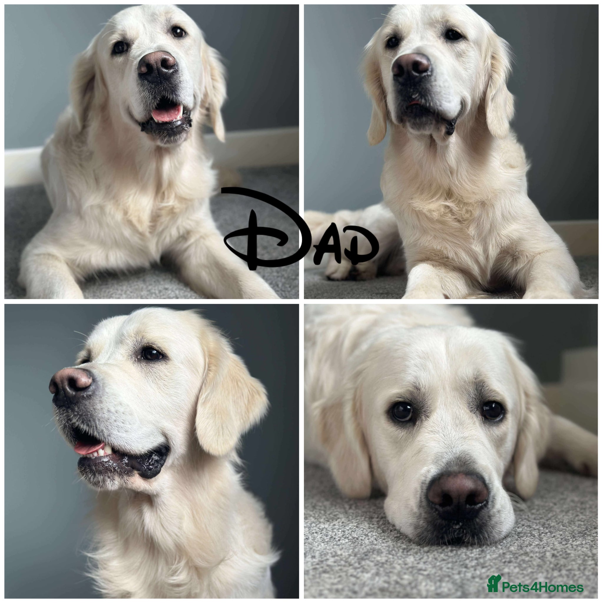 Golden Retriever dogs Cream Golden Retrievers for Sale - Advert 2
