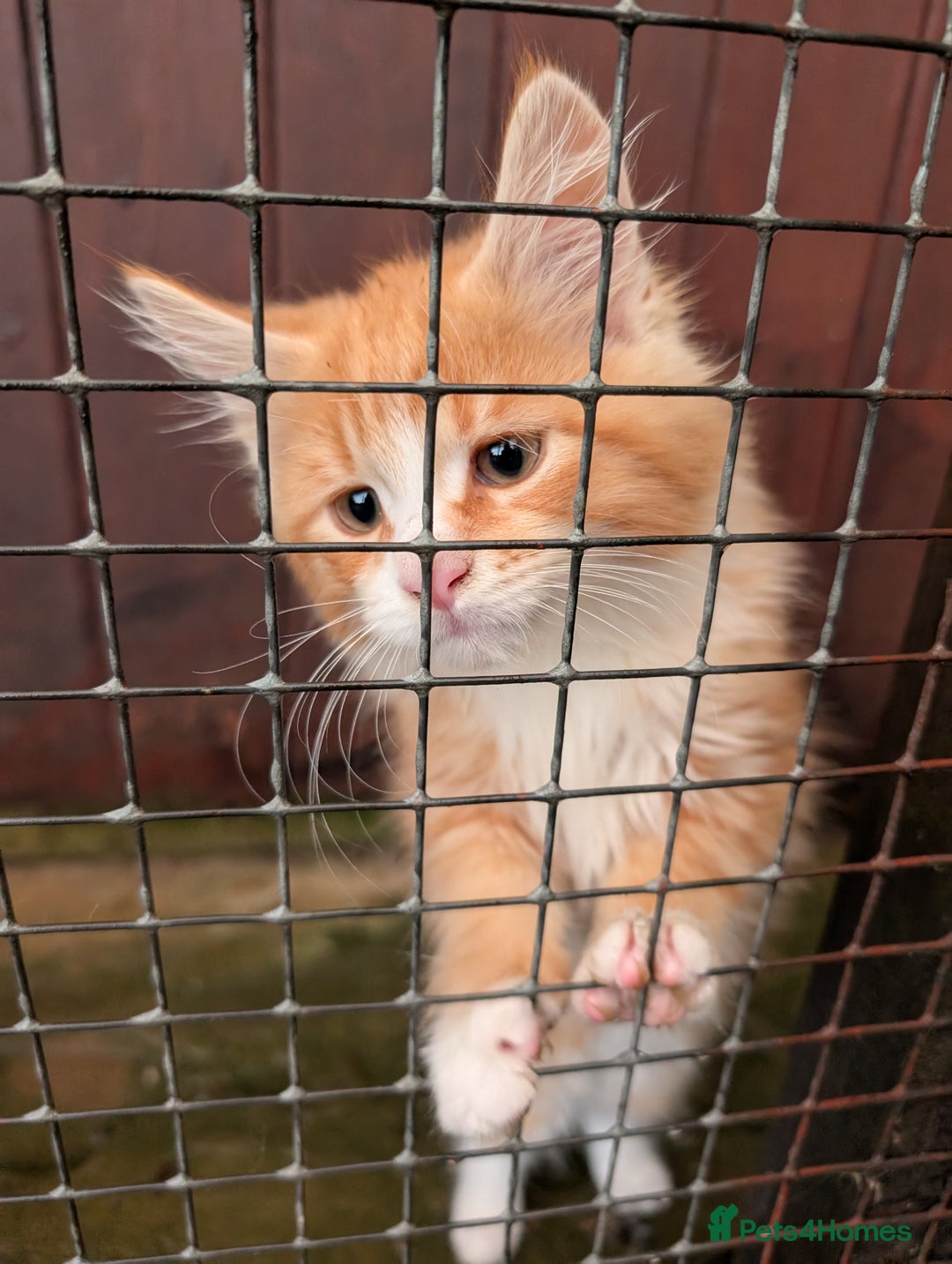 Maine Coon cats for sale: SHOW STANDARD MAINE COONS - Image 6
