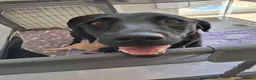 Labrador Retriever dogs for sale: KC reg HEALTH TESTED LAB PUPPIES - Advert 5