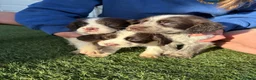 Cocker Spaniel dogs for sale: Cocker spaniel puppies 4boys 2girls  - Advert 8