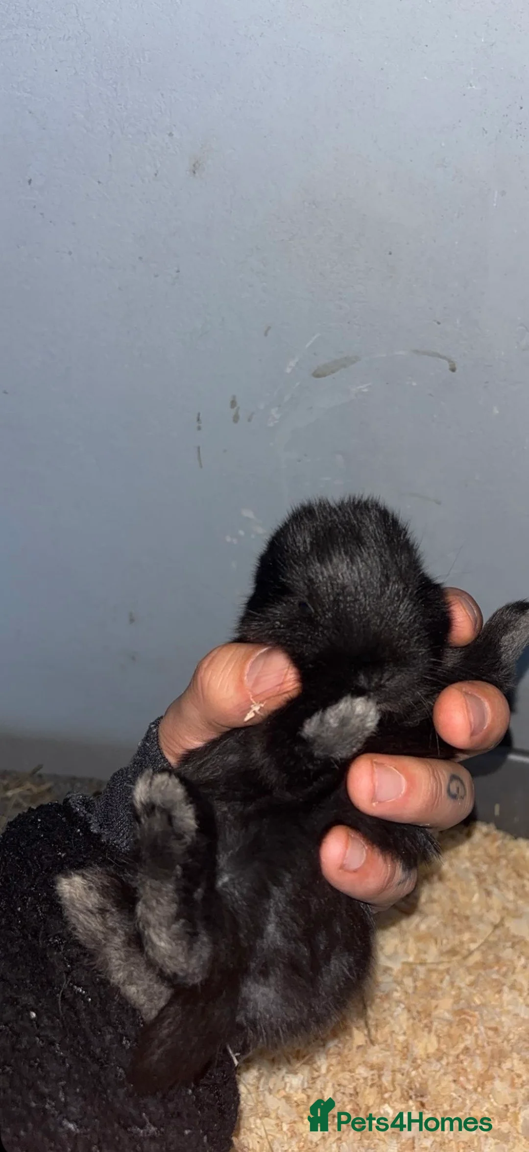 Mini Lop rabbits for sale: Mini lops - Advert 11
