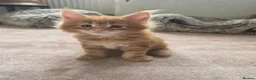 Maine Coon cats for sale: Vilma - Advert 9