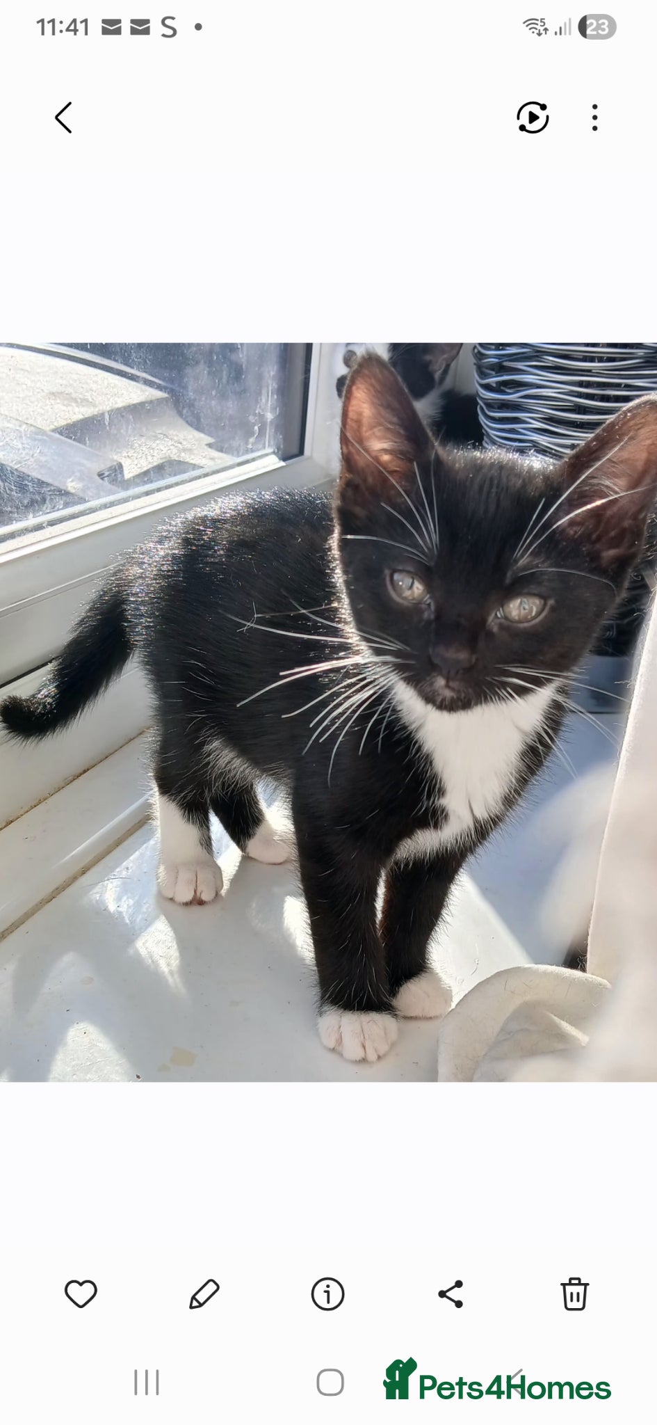 Mixed Breed cats Kitten for sale - Advert 10