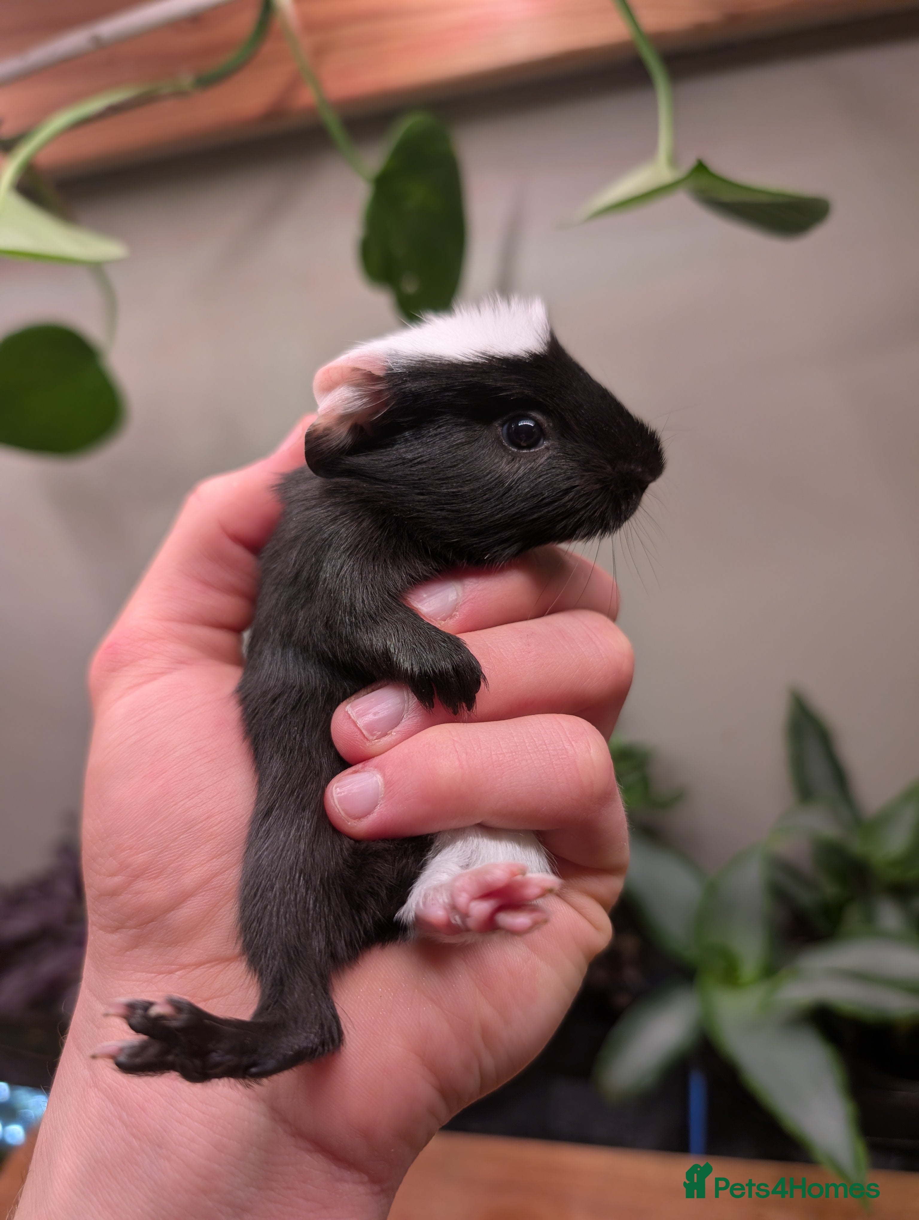 Guinea Pig rodents Baby boy guinea pig pair  - Advert 1