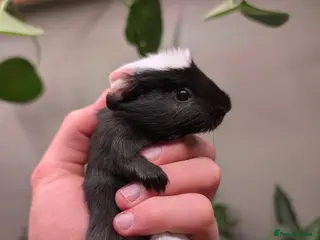 Guinea Pig rodents Baby boy guinea pig pair - Advert 1