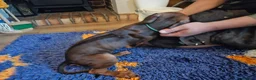 Rhodesian Ridgeback dogs for sale: K.c registered DNA clear pups  - Advert 14