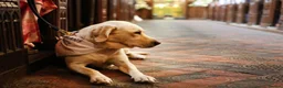 Labrador Retriever dogs for sale: Pedigree (KC REG) Boy Labrador Puppy in Stafford - Advert 2