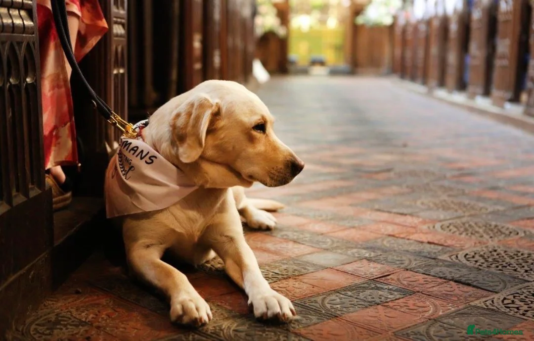 Labrador Retriever dogs for sale: Pedigree (KC REG) Boy Labrador Puppy in Stafford - Advert 2