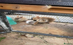 Mixed Breed rabbits for sale: baby rabbits for sale - Image 2