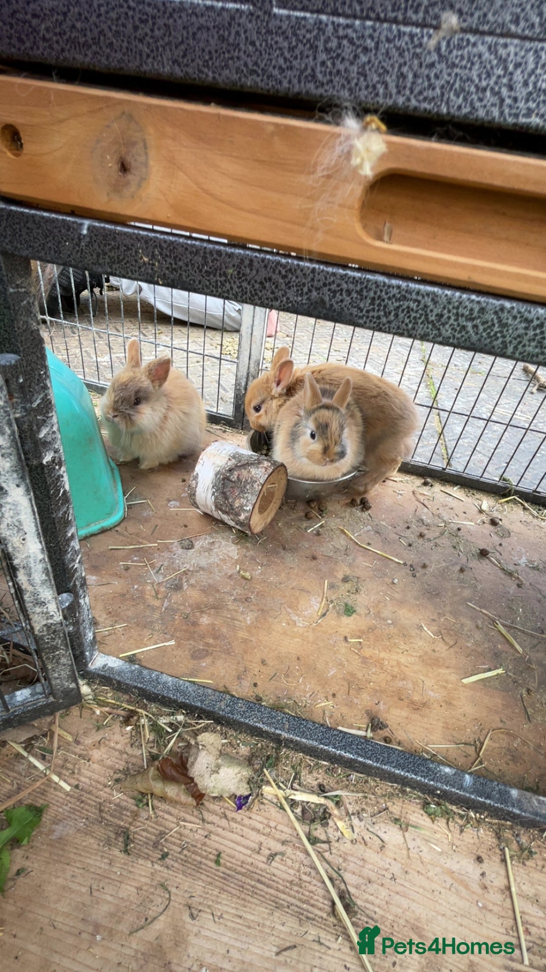 Mixed Breed rabbits for sale: baby rabbits for sale - Image 2