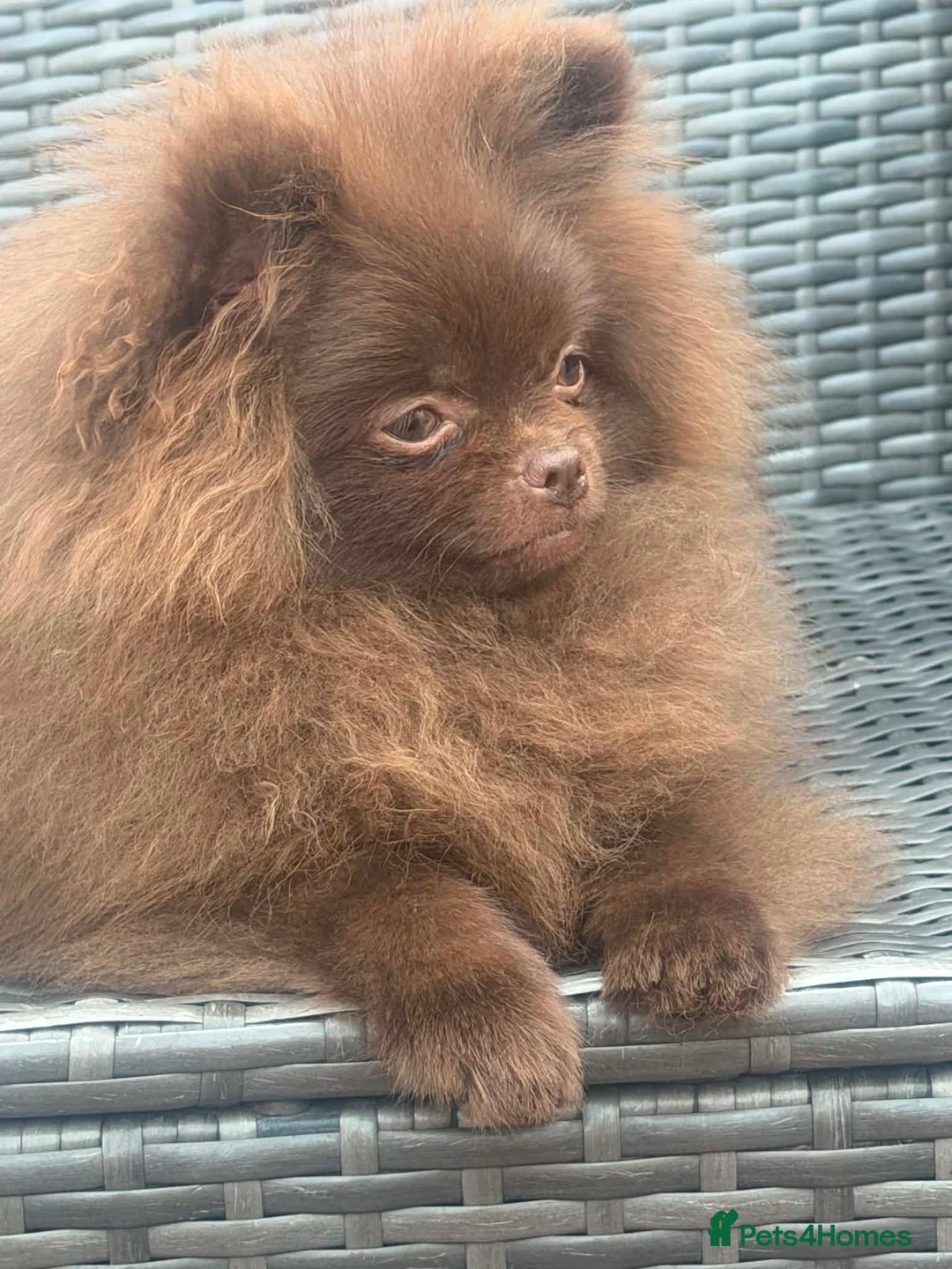 Pomeranian dogs for sale: Amazing Poms teddy bear boy - reduced price  - Advert 1