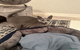 Russian Blue cats for sale: Pure Russian Blue Kitten - Advert 1