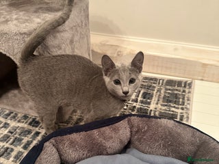 Russian Blue cats Pure Russian Blue Kitten - Advert 3